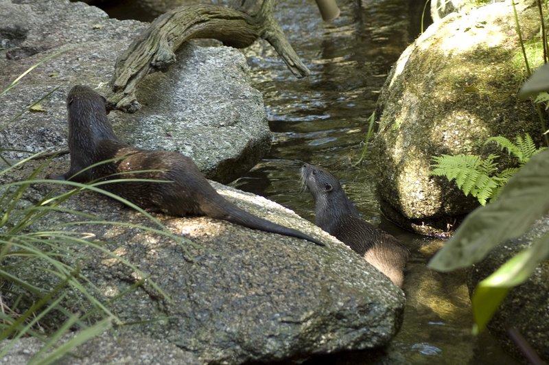zoo_71 [800x600].jpg